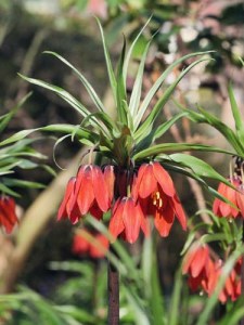 Fritillaria imperialis Red Beauty